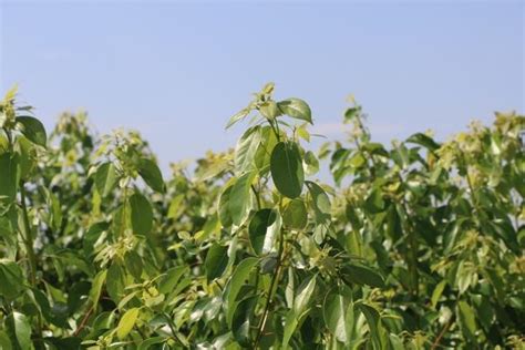 樟樹 盆栽|樟科盆栽植物的種植及栽培小竅門 還你後院陽台那片。